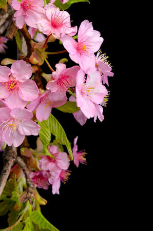 kawazu sakuraの写真素材