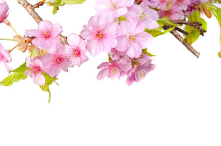 kawazu sakuraの写真素材