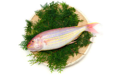 golden threadfin breamの写真素材