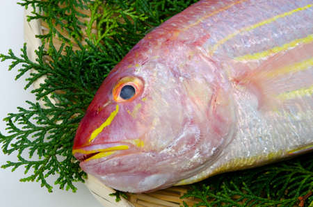 golden threadfin breamの写真素材