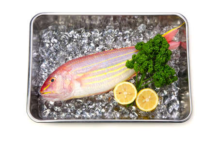 golden threadfin breamの写真素材