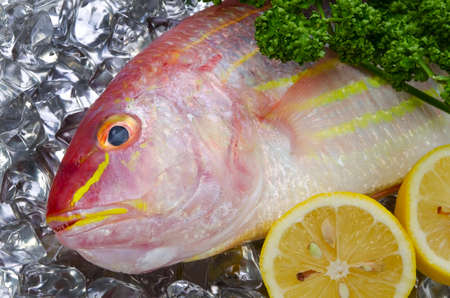 golden threadfin breamの写真素材