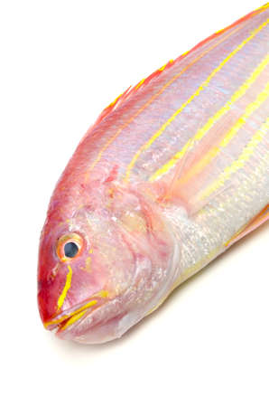 golden threadfin breamの写真素材