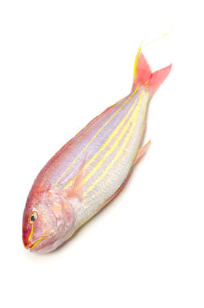 golden threadfin breamの写真素材