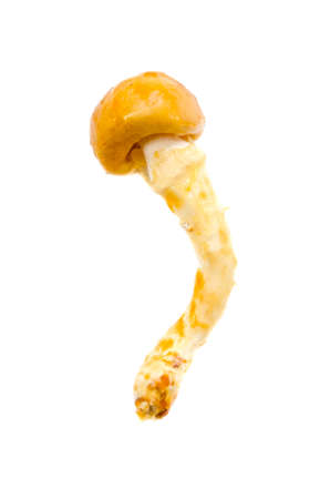 nameko mushroomの写真素材