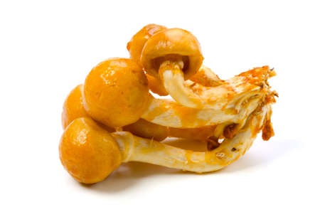 nameko mushroomの写真素材