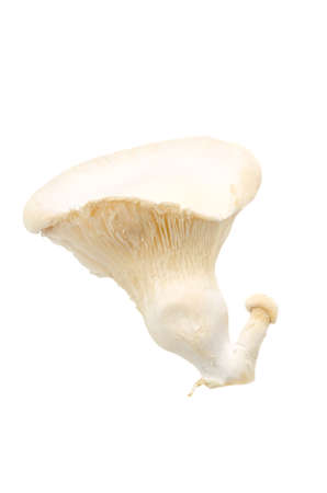 white king oyster mushroomの写真素材