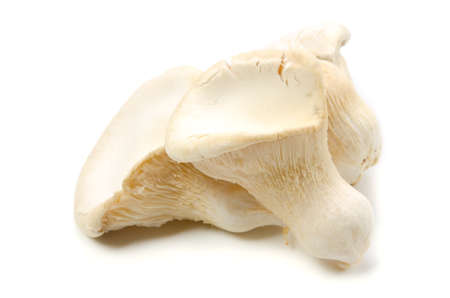 white king oyster mushroomの写真素材