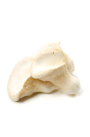 white king oyster mushroomの写真素材
