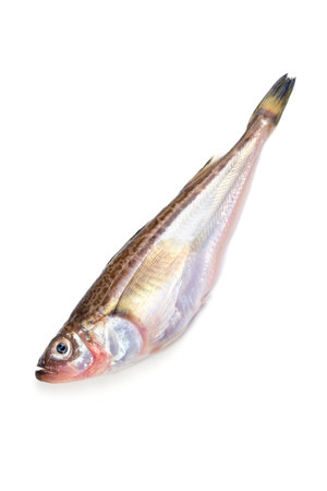 sailfin sandfish