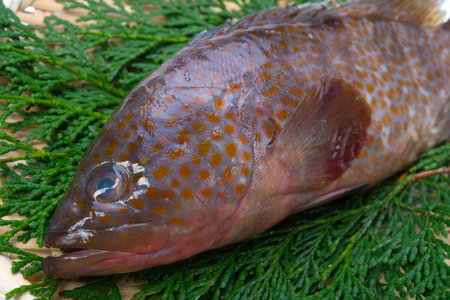 redspotted grouperの写真素材