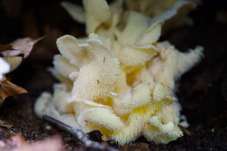 bunahalitake mushroomの写真素材