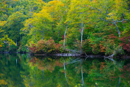 Kamaike pond, Joshinetsu kogen National Park, Japan.の写真素材