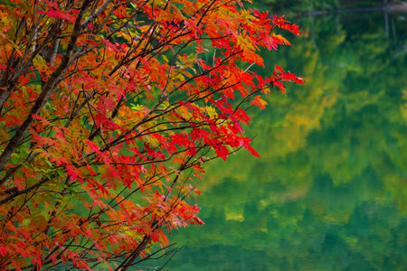 autumn leaves