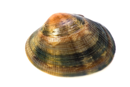 japanese littleneck