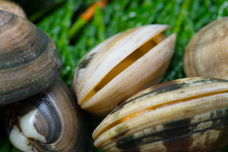 japanese littleneckの写真素材