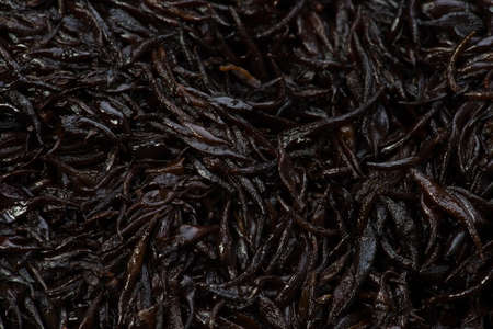 gulf weedの写真素材