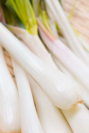shallotの写真素材