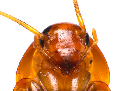 Smokybrown cockroachの写真素材