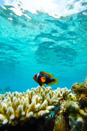 Oneband Anemonefish  This image was taken in Okinawa Prefecture, Japanの写真素材