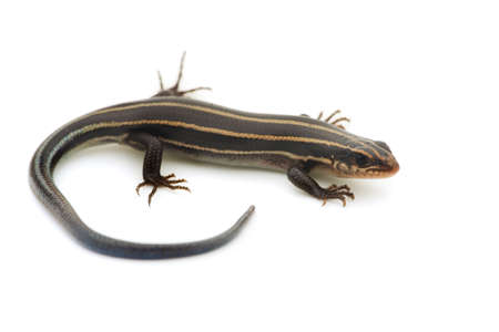Relative of Japanese Five-lined Skink  の写真素材