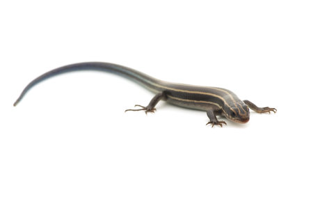 Relative of Japanese Five-lined Skink  の写真素材