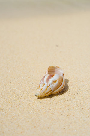 Seashell on Tropical Beach  This image was taken in Okinawa Prefecture, Japan