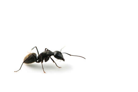 Kuro-ooari Ant  available for clipping work の写真素材