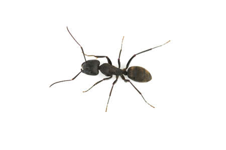 Kuro-ooari Ant  available for clipping work の写真素材