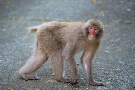 Japanese Macaque Appeared in the Town  This image was taken in Kanagawa Prefecture, Japanの写真素材