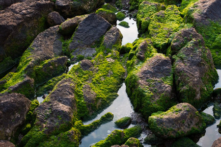 Habanori Laver  This image was taken in Kanagawa Prefecture, Japan