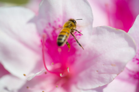 Western Honey Bee  This image was taken in Chiba Prefecture, Japan