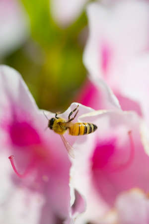 Western Honey Bee  This image was taken in Chiba Prefecture, Japanの写真素材