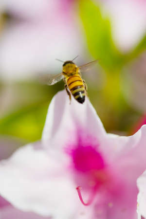 Western Honey Bee  This image was taken in Chiba Prefecture, Japanの写真素材