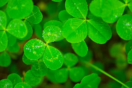 White Clover  This image was taken in Chiba Prefecture, Japanの写真素材