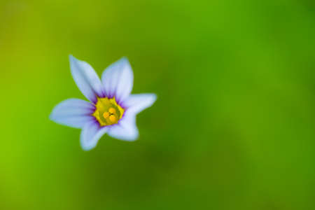 Blue Eyed Grass  This image was taken in Kanagawa Prefecture, Japanの写真素材