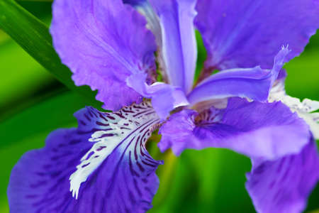Arctic Iris  This image was taken in Kanagawa Prefecture, Japanの写真素材
