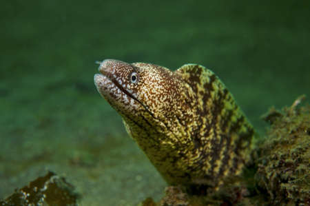 Morey Eel  This image was taken in Kanagawa Prefecture, Japanの写真素材