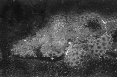 Crocodile Flathead  This image was taken in Kanagawa Prefecture, Japan