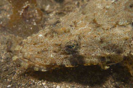 Crocodile Flathead  This image was taken in Kanagawa Prefecture, Japanの写真素材