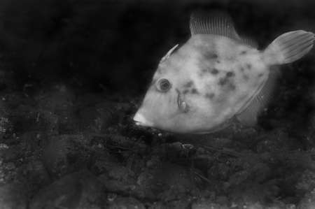 Thread-Sail Filefish  This image was taken in Kanagawa Prefecture, Japanの写真素材