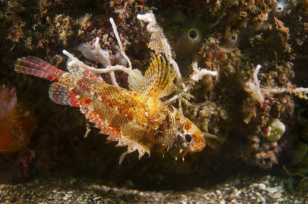 Cheekspot Scorpionfish  This image was taken in Kanagawa Prefecture, Japan