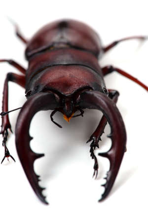 Japanese Stag Beetle-Prosopocoilus inclinatus, This image is available for clipping work の写真素材