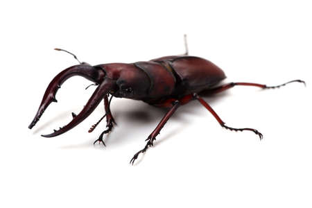 Japanese Stag Beetle-Prosopocoilus inclinatus, This image is available for clipping work の写真素材