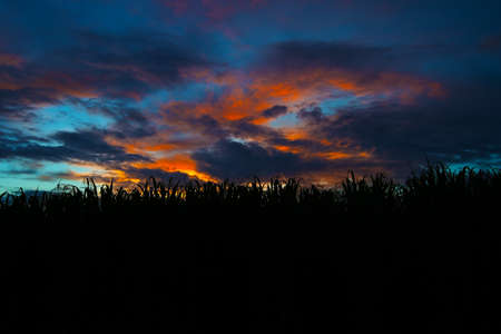 The Sunset of Suger Cane Field, Okinawa Prefecture Japanの写真素材