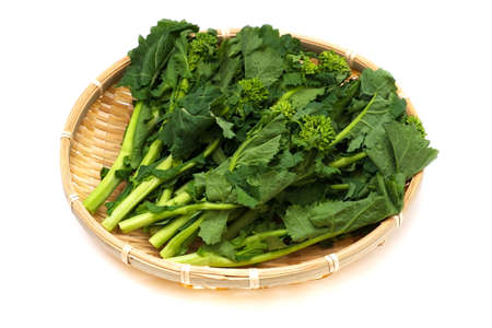 Rape Blossom Buds, This image is available for clipping work の写真素材