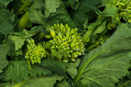 Rape Blossom Budsの写真素材