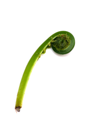 Ostrich Fern-Matteuccia struthiopterisの写真素材