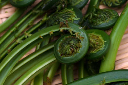 Ostrich Fern-Matteuccia struthiopterisの写真素材