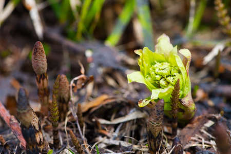 Giant Butterbur and Horsetail, Nagano Prefecture Japanの写真素材